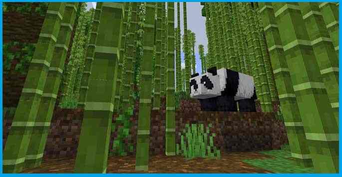 Bamboo Jungle and Pandas