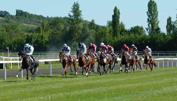 Beginner's Guide to Horse Race